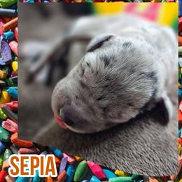 Sepia - Merle male Great Dane puppy in Brookings, South Dakota from Debonair Danes