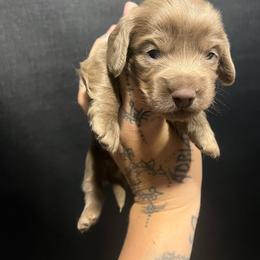 Apollo - Fawn (Isabella) male Dachshund puppy in Riverside, California from Ashley’s canine collective