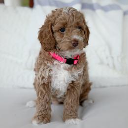 Rory - Cream female Goldendoodle puppy in Columbia, South Carolina from Glittering Grace Goldendoodles