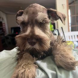 Miniature Schnauzer Puppies from Templin Pups