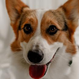 Panda - Pembroke Welsh Corgi