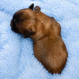 Steele - Red male Shih Tzu puppy in Tallahassee, Florida from Bows and Bow Ties