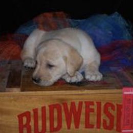 Labrador Retriever Puppies from Mama’s Labs