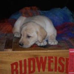 Labrador Retriever Puppies from Mama’s Labs