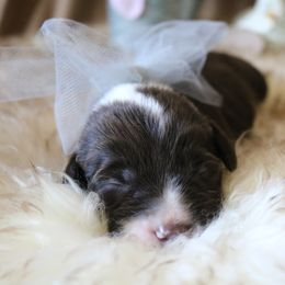 Goldendoodle, Labradoodle, and Poodle Puppies from CNR Farms
