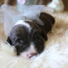 Goldendoodle, Labradoodle, and Poodle Puppies from CNR Farms