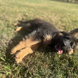 German Shepherd Puppies from Golden Ridge