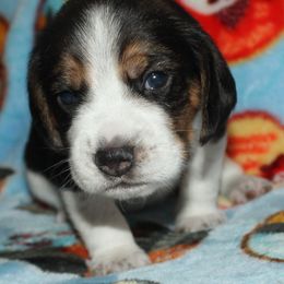 Reno Sacramento Winchestor - Black tan and white male Beagle puppy in Spring Creek, Nevada from Battleborn Aussies and Beagles