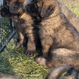 Leonberger Puppies from Forgold Kennels