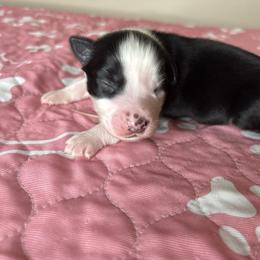 Australian Shepherd Puppies from Good Karma Aussies