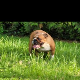 Pandora - Bulldog