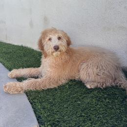 Nic - Cream male Goldendoodle puppy in Moreno Valley, California from Rainbow SoCal Doodles