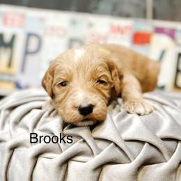 Brooks - Apricot male Goldendoodle puppy in Pasco, Washington from Camp Doodle Woods