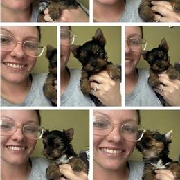 Sailor - Black and tan male Yorkshire Terrier puppy in Phil Campbell, Alabama from MagnoliaYorkies