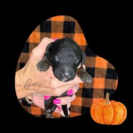 Boy 1 - Tri-color male Bernedoodle puppy in Paradise, Texas from Diamond Z Poodles & Doodles