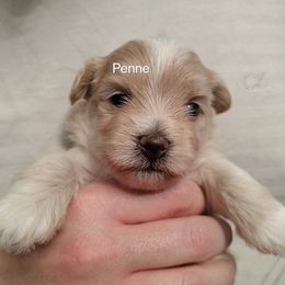 Girl 1 - female Havanese puppy in New Castle, Colorado from Havanese Havaton Pups