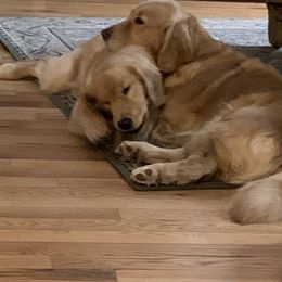 Golden Retriever Puppies from Davis Pond Goldens
