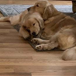 Golden Retriever Puppies from Davis Pond Goldens