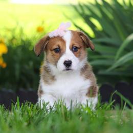 Holly - Sable female Pembroke Welsh Corgi puppy in Sugarcreek, Ohio from Admar Canines