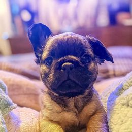Boy 1 - Fawn male French Bulldog puppy in Marion, Virginia from Frenchies Vom Reiches Tal