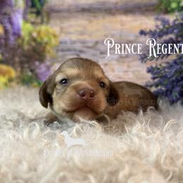 The Prince Regent of Doxies in Wonderland - Cream male Dachshund puppy in Rainier, Oregon from Doxies in Wonderland