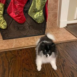 Pomeranian All Grown Up from Kay's Pomeranians