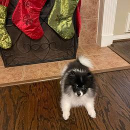 Pomeranian All Grown Up from Kay's Pomeranians