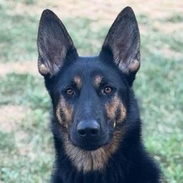 Trained Young Adult - Darcy - Black and tan female German Shepherd puppy in Augusta, West Virginia from Cricket Hollow Canines