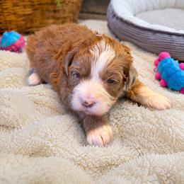 Puppy 7 - Red female Aussiedoodle puppy in Albertville, Alabama from Home Sweet Home Doodles LLC