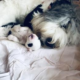 Old English Sheepdog Puppies from Ridgeruns OES