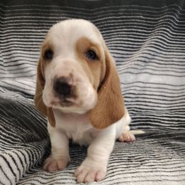 Joshua - Red and white male Basset Hound puppy in Newton Grove, North Carolina from MGA Basset Hound