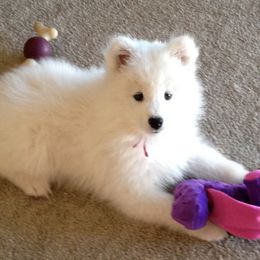 Samoyed Puppies from Sassy Sams