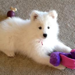 Samoyed Puppies from Sassy Sams