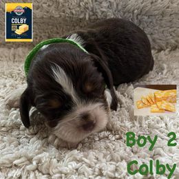 English Springer Spaniel Puppies from Picky’s Puppies