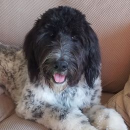 Jewels - Labradoodle
