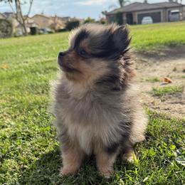 Louie - Blue merle male Pomeranian puppy in San Jacinto, California from Savvypomeranians