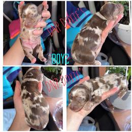Boy2 - Dapple male Dachshund puppy in Rushsylvania, Ohio from DNP Doxies