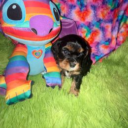 Beethoven - Black and tan male Cavalier King Charles Spaniel puppy in Broken Arrow, Oklahoma from Cavalier King Charles Heartland