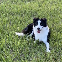 Minnie - Border Collie
