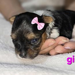 Biewer Terrier and Yorkshire Terrier Puppies from Granny's yorkshire Terrier Modesto California