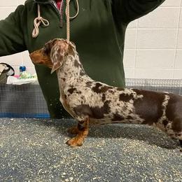 Dollop - Dachshund