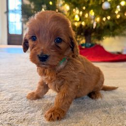 Boy 1 - Red  male Goldendoodle puppy in Meridian, Mississippi from Magnolia Poodles and Doodles