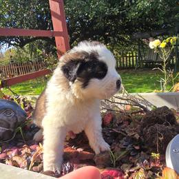 Judah Saint Berdoodle - Sable male Saint Berdoodle puppy in Castle Rock, Washington from PNW Saint Berdoodles