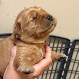 White collar - Dark golden male Golden Retriever puppy in Indianapolis, Indiana from ZuGolden Retrievers & Doodles