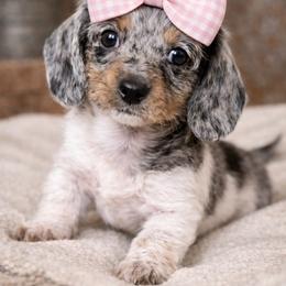 Tassie - Piebald female Dachshund puppy in Alexander, North Dakota from Wild Rose Ridge Doxies