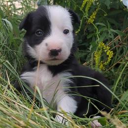 Terra - Black and white female Border Collie puppy in Max, Nebraska from Stag Valley Homestead