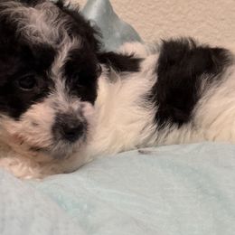 Jasmine - Black and white female Coton de Tulear puppy in Florida from Dynasty Cotons of Florida