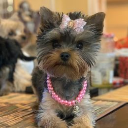 Greta - Yorkshire Terrier