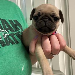 Bunny - Fawn female Pug puppy in Ludowici, Georgia from Royal Destiny Kennels