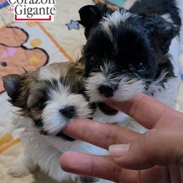 Zoey - Parti female Yorkshire Terrier puppy in California from Corazon de gigante